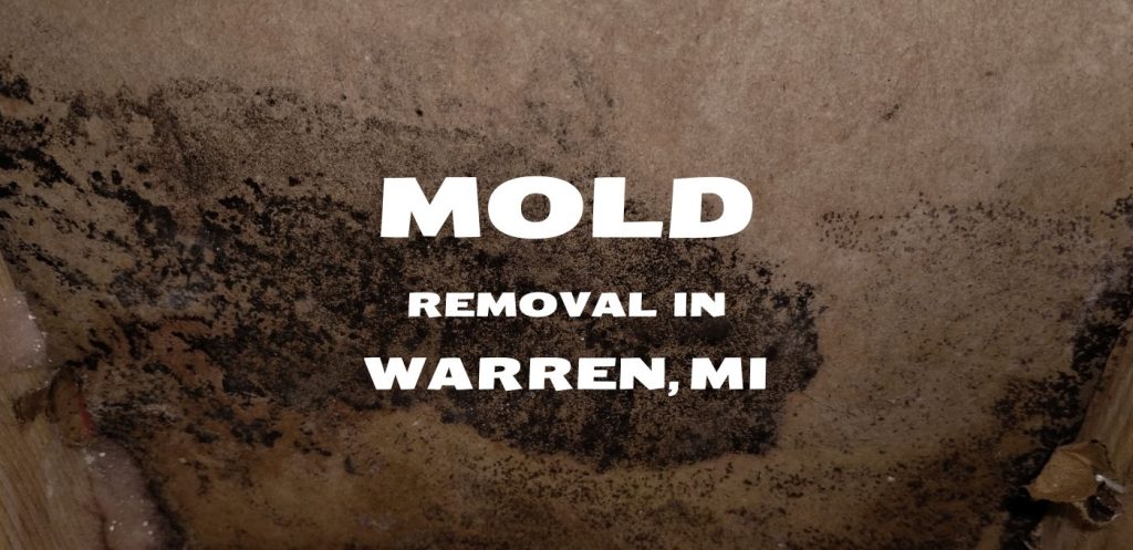 Mold removal Company in warren Michigan