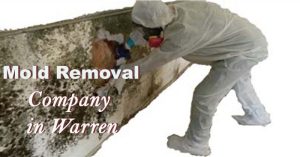 mold removal company in warren, Michigan